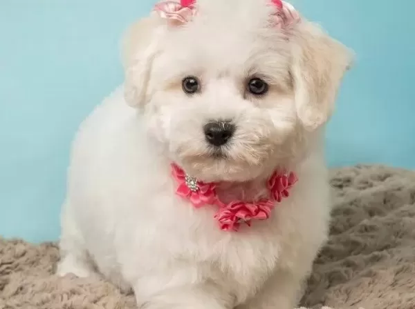 Ipeksi Kar Beyazı Numara Maltese Terrier Sosyal Ortamın Yeni Yıldızı