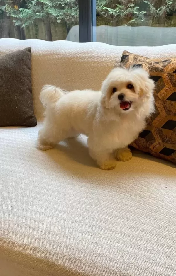 Zeki Ve Antialerjik Karakterli Egitimi Baslamıs Maltipoo Bebekleri
