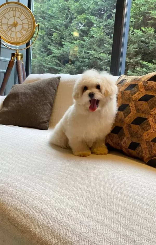 Zeki Ve Antialerjik Karakterli Egitimi Baslamıs Maltipoo Bebekleri