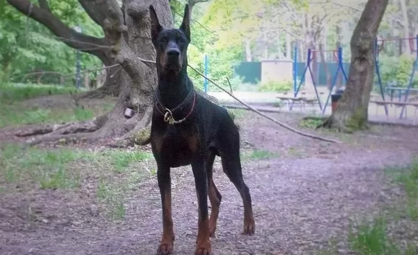 Safkan Doberman Yavruları Istanbul