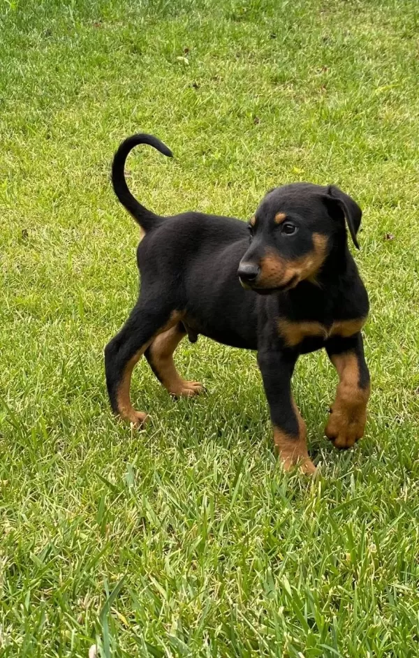 Safkan Doberman Yavruları Istanbul