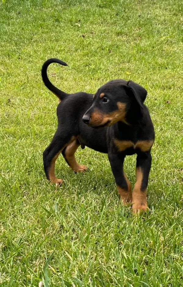 Safkan Doberman Yavruları Istanbul