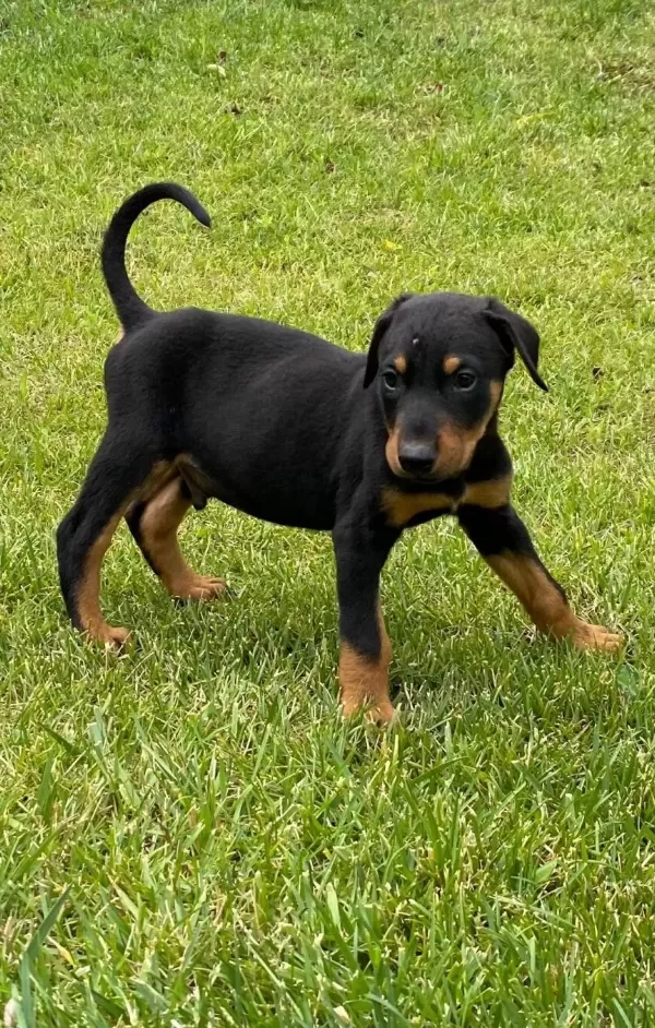 Safkan Doberman Yavruları Istanbul