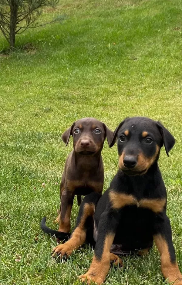 Safkan Doberman Yavruları Istanbul