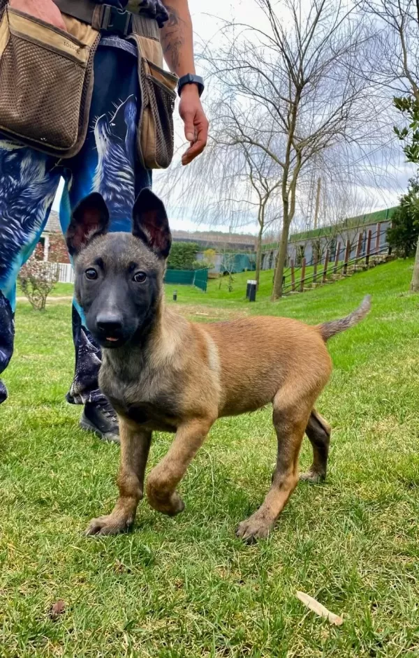 Secereli Belcika Malinois Yavruları Koruma Ve Itaat Odaklı
