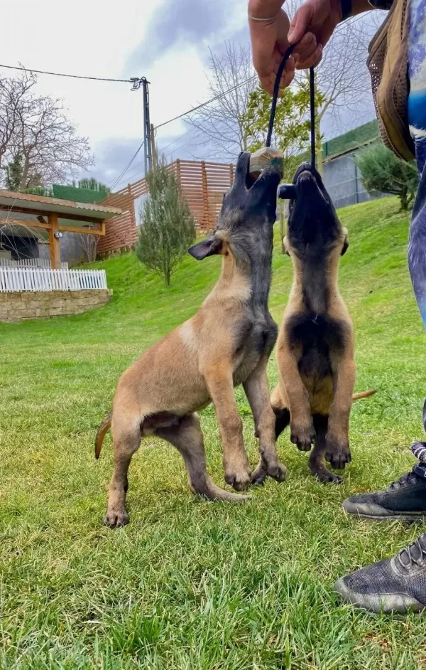 Secereli Belcika Malinois Yavruları Koruma Ve Itaat Odaklı