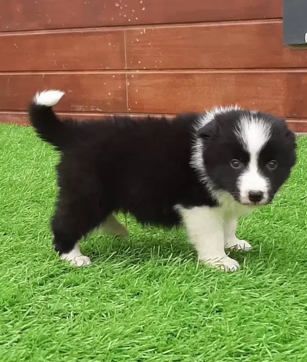 Border Collie Yavruları Istanbul