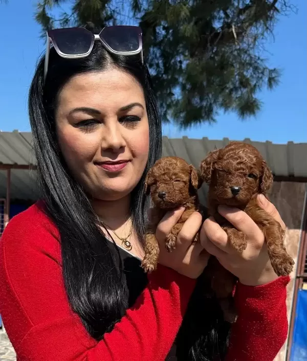 Avuc Ici Kadar Kızıl Pelus Safkan Red Brown Toy Poodle Yavrularım