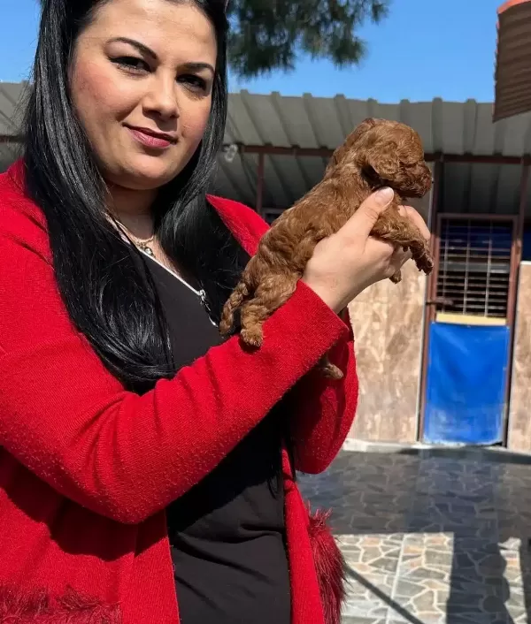 Avuc Ici Kadar Kızıl Pelus Safkan Red Brown Toy Poodle Yavrularım