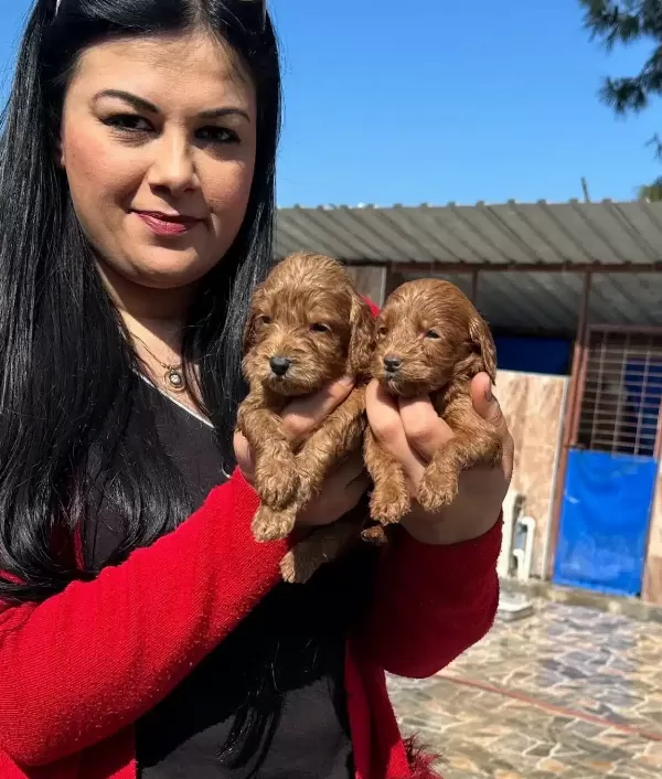 Bursa Osmangazi De Sosyal Kelebek Safkan Maltipoo