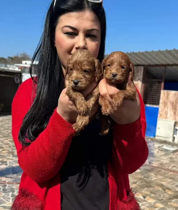 Bursa Osmangazi De Sosyal Kelebek Safkan Maltipoo