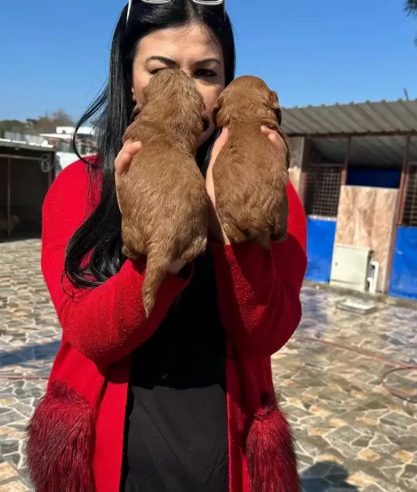 Bursa Osmangazi De Sosyal Kelebek Safkan Maltipoo