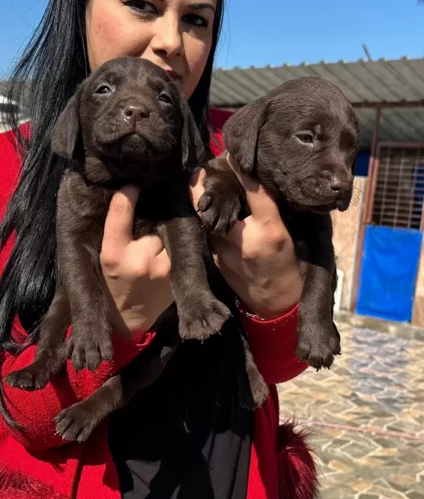 Bursa Osmangazi De Sosyal Ve Safkan Cikolata Labrador Yavruları