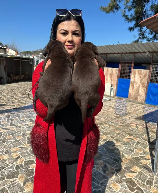 Bursa Osmangazi De Sosyal Ve Safkan Cikolata Labrador Yavruları