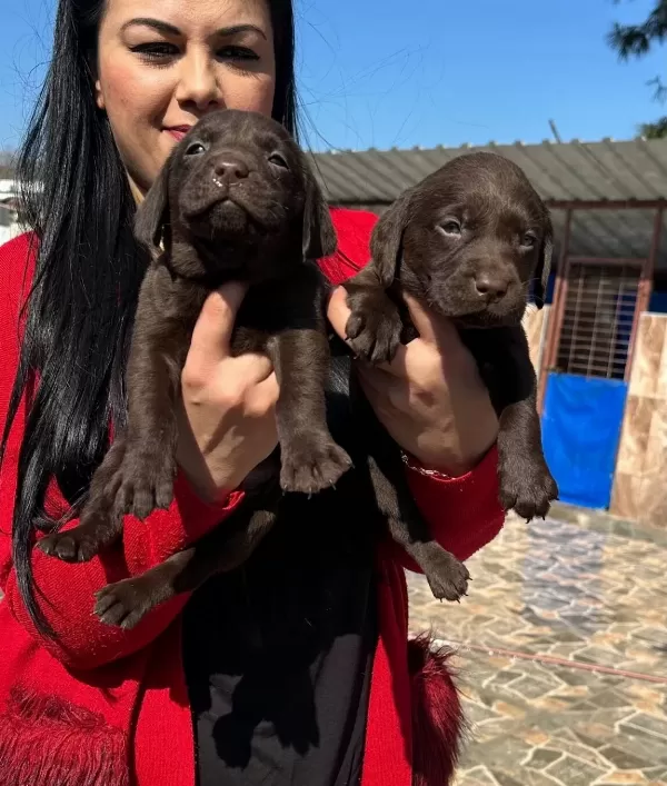 Bursa Osmangazi De Sosyal Ve Safkan Cikolata Labrador Yavruları