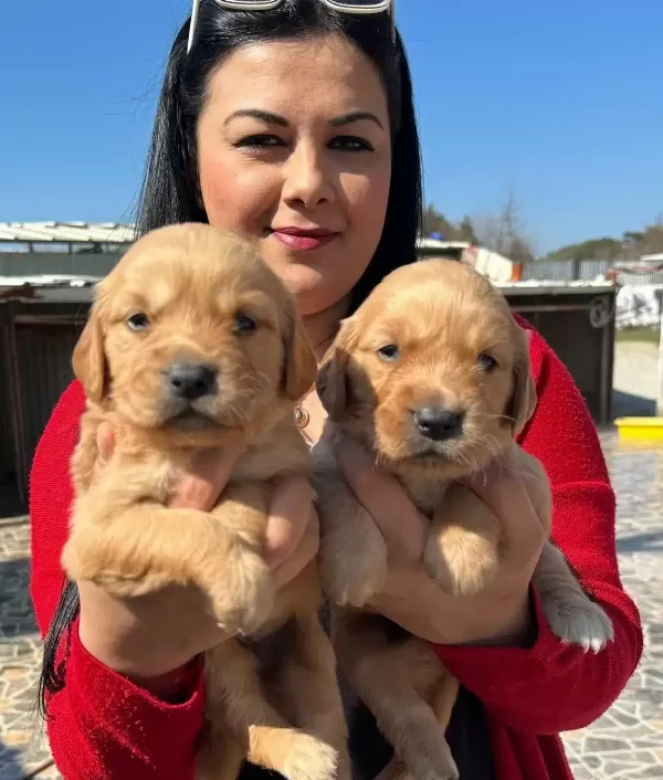 Sosyal Kelebek Baby Face Golden Yavruları