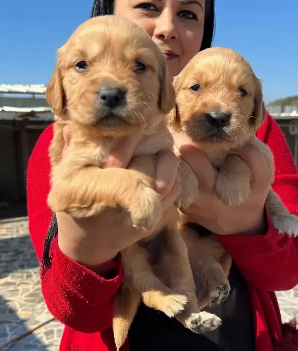 Sosyal Kelebek Baby Face Golden Yavruları