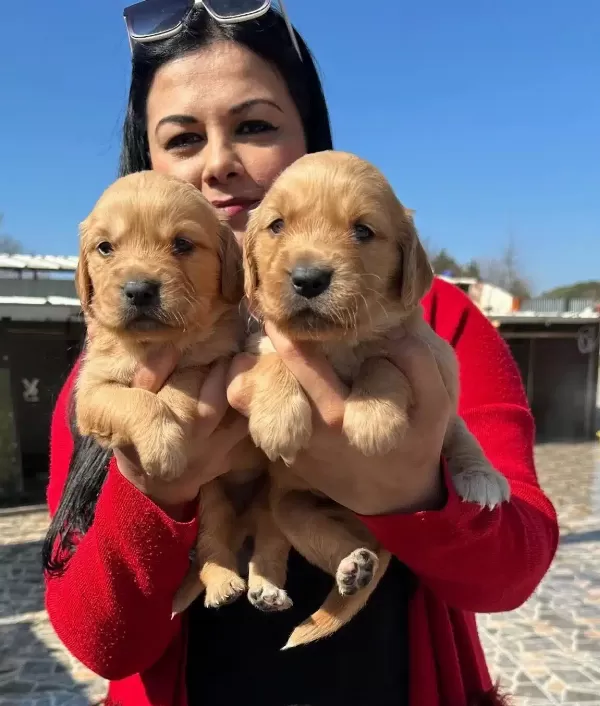 Sosyal Kelebek Baby Face Golden Yavruları