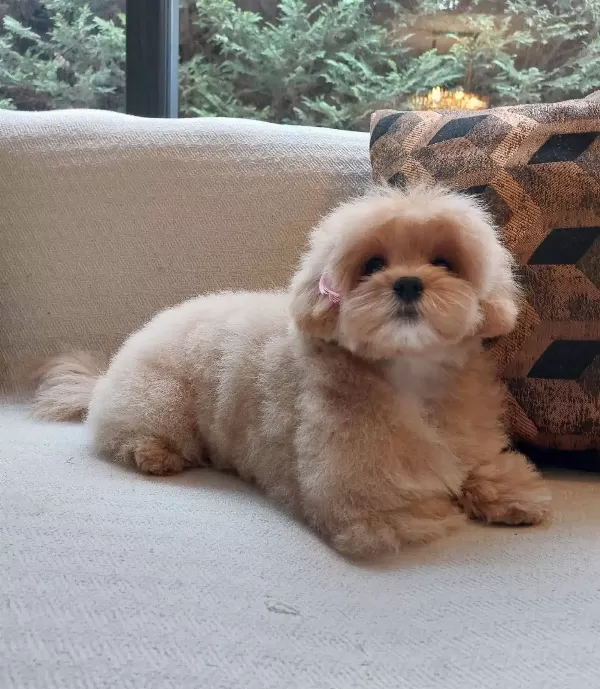 En Guzeli Ve Sevimli Maltipoo Yavruları Sizleri Bekliyor