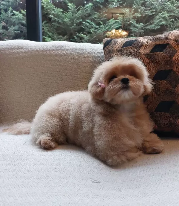 En Guzeli Ve Sevimli Maltipoo Yavruları Sizleri Bekliyor