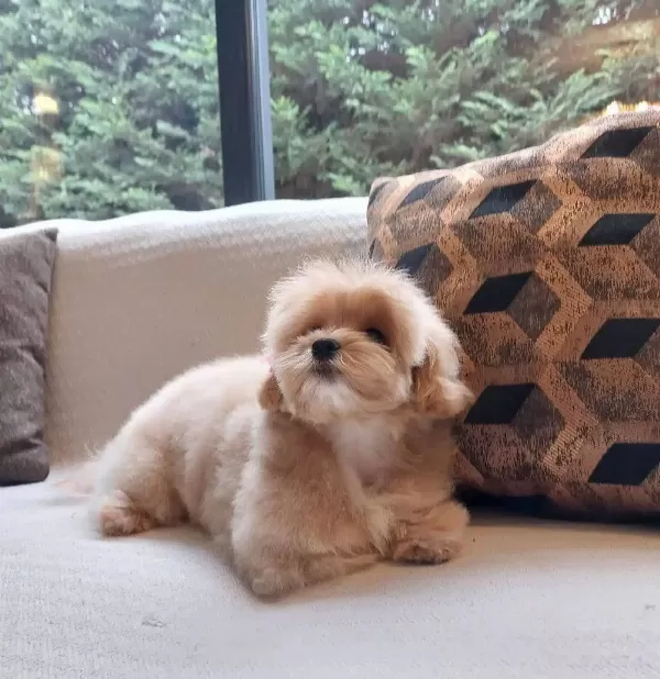 En Guzeli Ve Sevimli Maltipoo Yavruları Sizleri Bekliyor