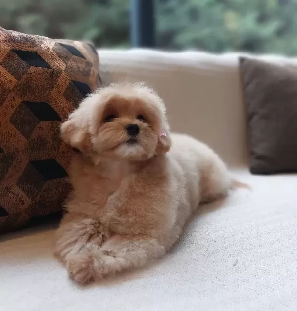 En Guzeli Ve Sevimli Maltipoo Yavruları Sizleri Bekliyor