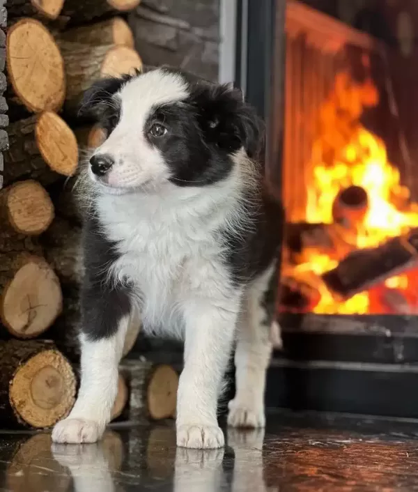 Egitim Ciftliginden Sosyallesmis Border Collie Yavruları