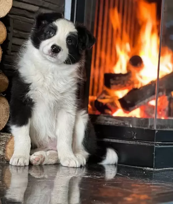 Egitim Ciftliginden Sosyallesmis Border Collie Yavruları