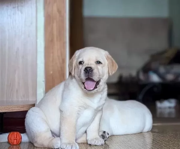 Zeki Ve Sosyal Karakterli Labrador Retriever Yavruları