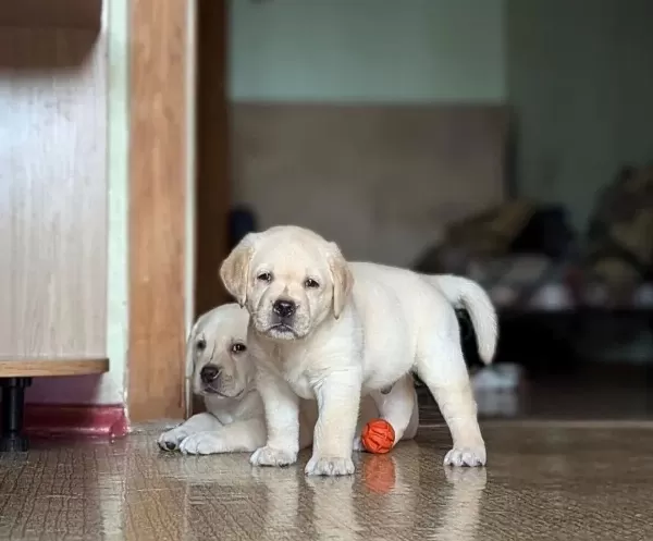 Zeki Ve Sosyal Karakterli Labrador Retriever Yavruları