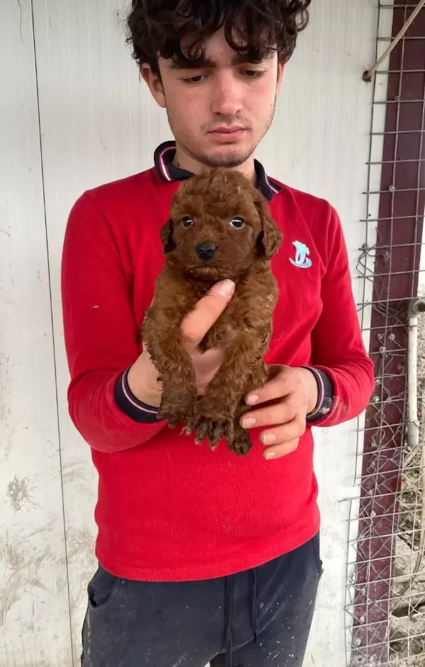 Red Brown Toy Poodle Yavruları Ile Hayatınıza Renk Katın