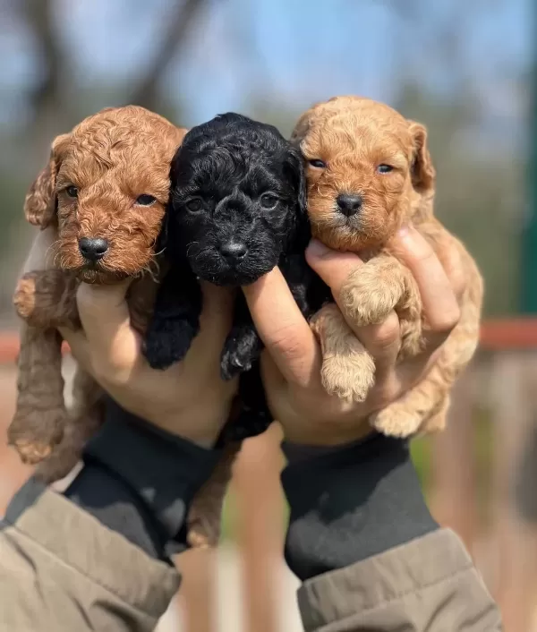 Zekasıyla Buyuleyen Kıvırcık tüy Yumakları Oyuncu Poodle