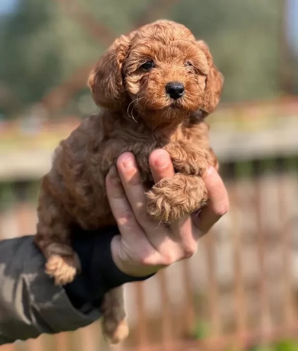 Zekasıyla Buyuleyen Kıvırcık tüy Yumakları Oyuncu Poodle