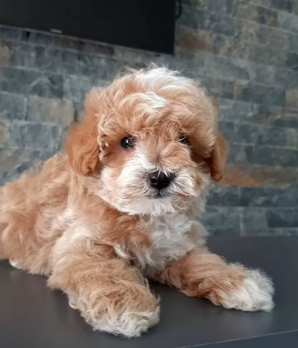 Maltipoo Yavrularımız