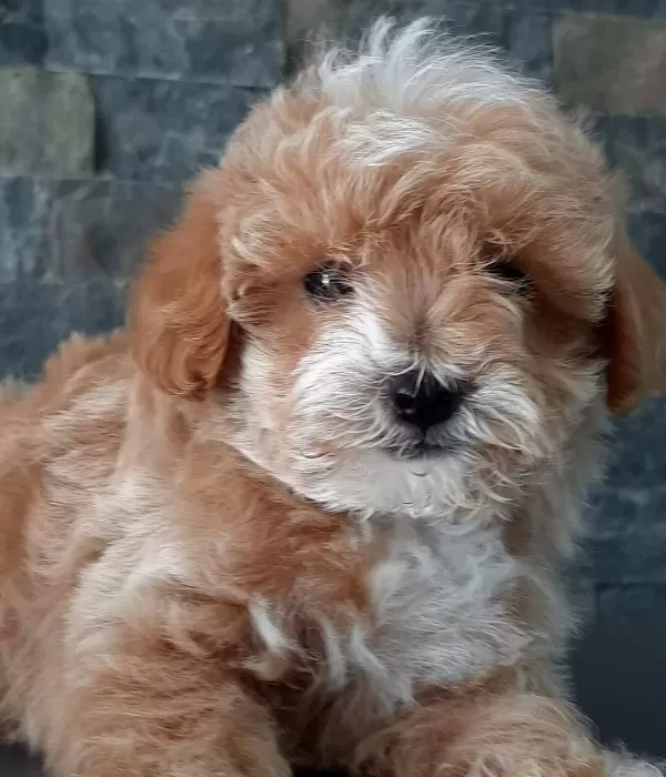 Maltipoo Yavrularımız