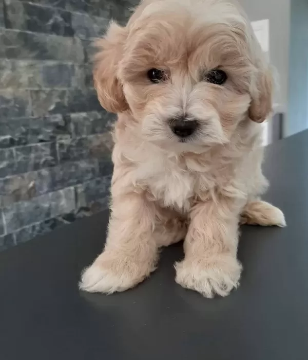 Maltipoo Yavrularımız