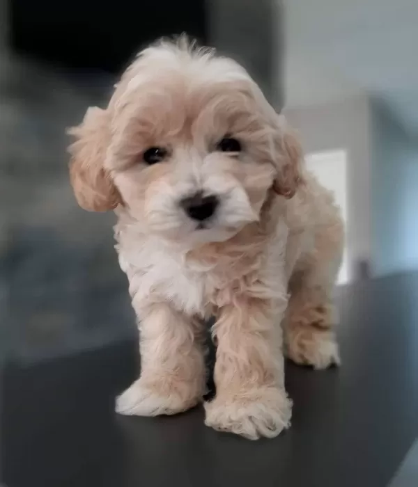Maltipoo Yavrularımız