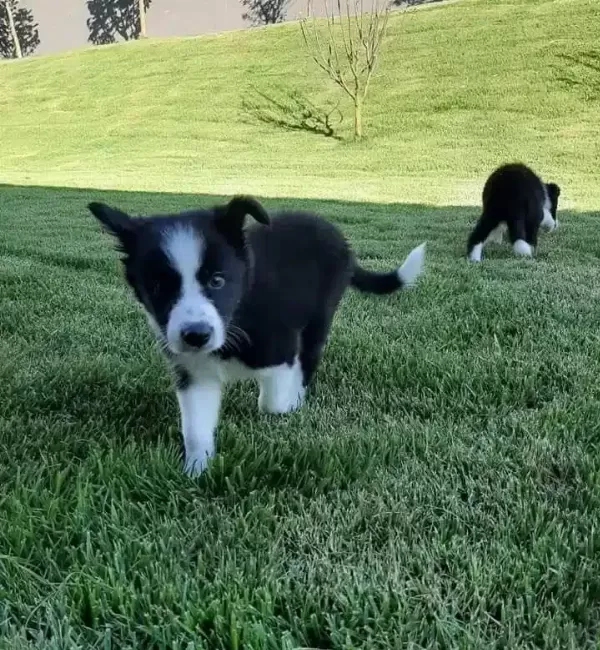 Enerjik Border Collie Yavruları