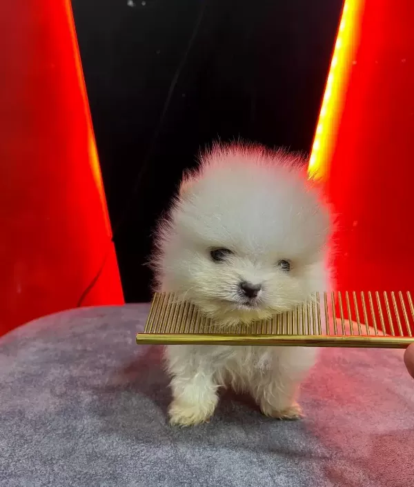 Yuksek Kaliteli Pomeranian Boo Yavruları