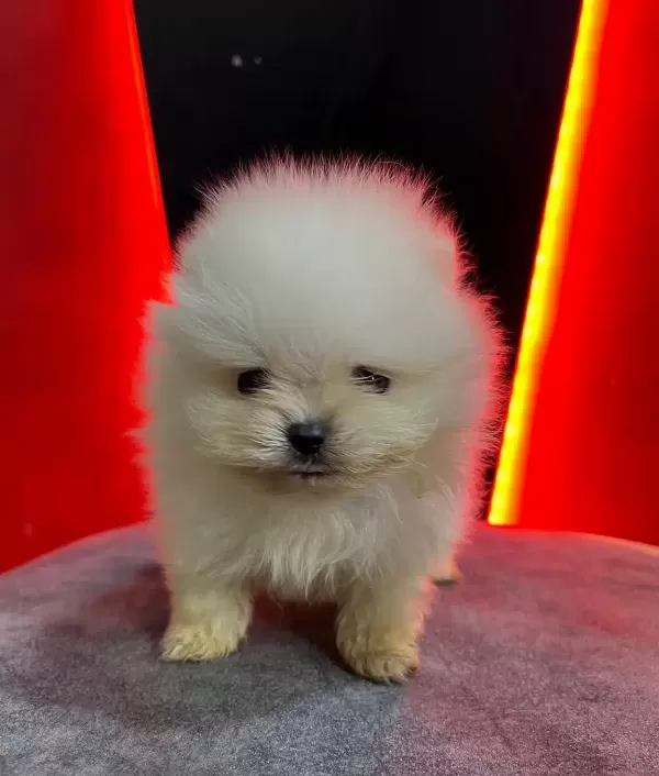 Yuksek Kaliteli Pomeranian Boo Yavruları