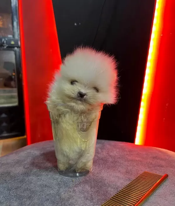 Yuksek Kaliteli Pomeranian Boo Yavruları