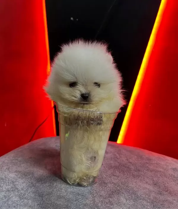 Yuksek Kaliteli Pomeranian Boo Yavruları