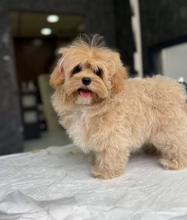 Ailelerin Favorisi Akıllı Ve tüy Dokmeyen 3 Aylık Maltipoo