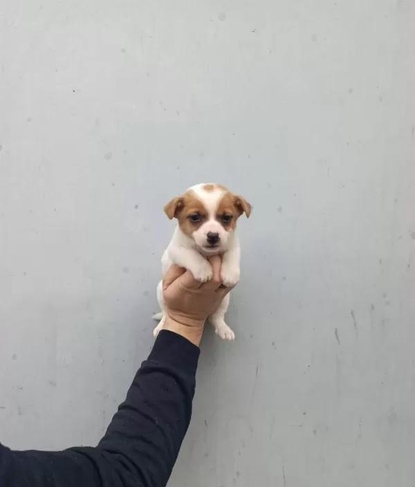 Avuc Ici Kadar Enerji Kupu Jack Russell