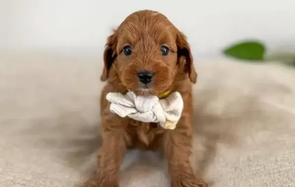 Orijinal Safkan Irk Ve Sağlık Garantili Toypoodle