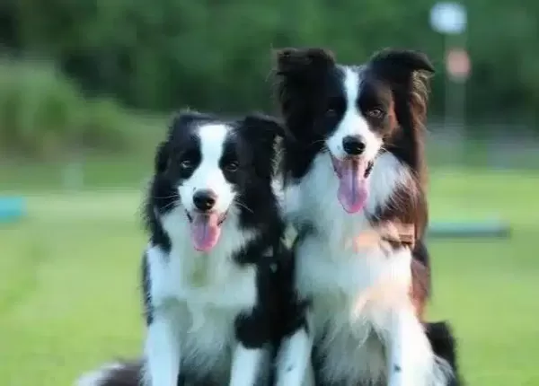 Zeka Kupu Aktif Border Collie Yavruları