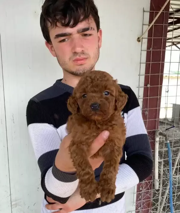 Kivircik Pofuduk Red Toy Poddle Yavruları