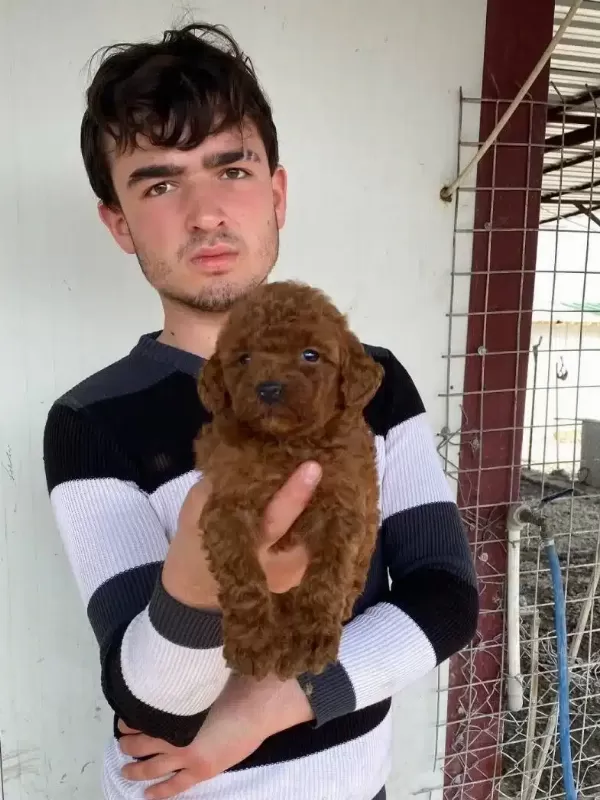 Kivircik Pofuduk Red Toy Poddle Yavruları