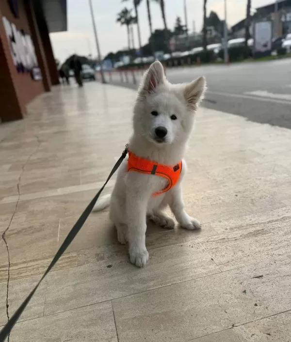 Bembeyaz Dunyalar Yakısıklısı Bir Samoyed