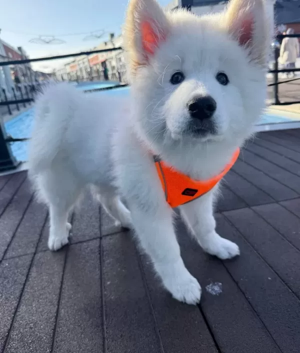Bembeyaz Dunyalar Yakısıklısı Bir Samoyed